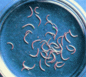 ankilostoma.gif (17696 bytes)