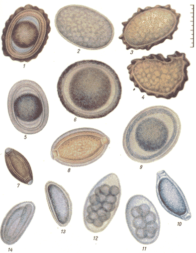eggs1.gif (59948 bytes)