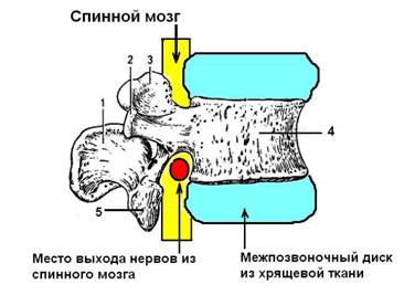 Поясничный позвонок