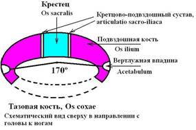 Рисунок 119 - 1. Овальная конфигурация нормальных тазовых костей (вид сверху)