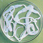 lentochn.gif (22616 bytes)